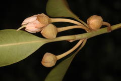 Palaquium ellipticum